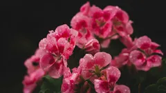 How to get indoor geraniums blooming again with a simple two-step root drench