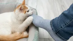Why Do Cats Bite Their Owners' Legs?