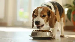 What Does a Dog’s Growling While Eating Mean, According to Experts?