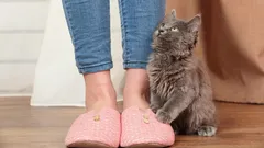 The Most Common Reasons Why a Cat Constantly Follows Its Owner