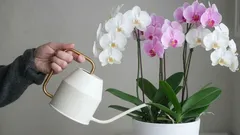The Most Common Houseplant Care Mistake Almost Everyone Makes