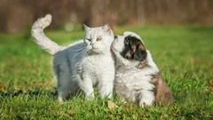 How to Stop Your Dog from Reacting to Cats