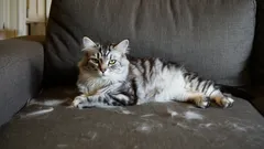 Without a Vacuum or Lint Roller: How to Get Rid of Cat Hair in Under 5 Minutes