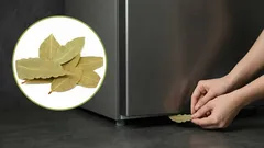 One bay leaf in the fridge, another under it: Why do some homemakers do this?