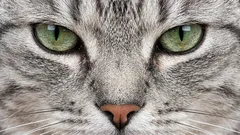 How Cats See Humans: Incredible Facts About Your Pet’s Vision