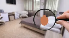 How to Get Rid of Bed Bugs: Truly Effective Home Remedies