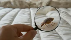 How to Check for Bed Bugs at Home: Signs to Watch For