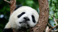 The panda is no longer endangered, but there’s a nuance
