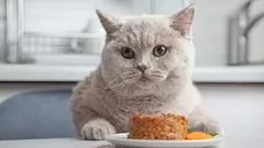 How Many Times a Day Should You Feed Your Cat to Keep Them Happy and Healthy?