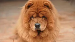 Top 7 Breeds: Which Dogs Have the Longest Lifespan?