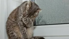 Do Cats Cry Like Humans? What Their Watery Eyes Really Mean