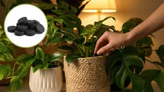 Revive Any Flower: A Dirt-Cheap Plant Fertilizer Made from Activated Charcoal